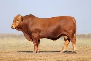 1X BONSMARA MALE BONRINO BOERDERY BK