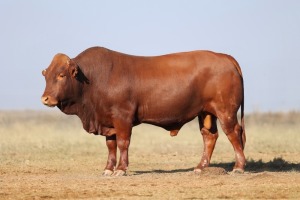 1X BONSMARA MALE BONRINO BOERDERY BK