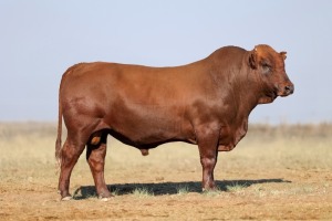 1X BONSMARA MALE BONRINO BOERDERY BK