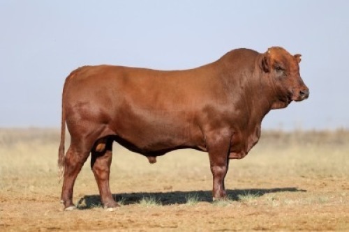 1X BONSMARA MALE BONRINO BOERDERY BK