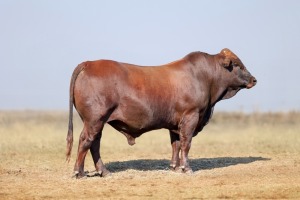 1X BONSMARA MALE BONRINO BOERDERY BK