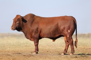 1X BONSMARA MALE BONRINO BOERDERY BK