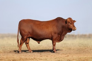 1X BONSMARA MALE BONRINO BOERDERY BK