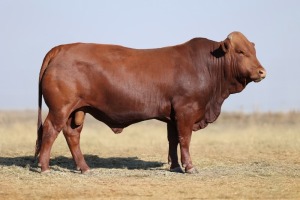 1X BONSMARA MALE BONRINO BOERDERY BK