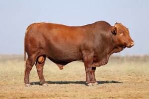 1X BONSMARA MALE BONRINO BOERDERY BK