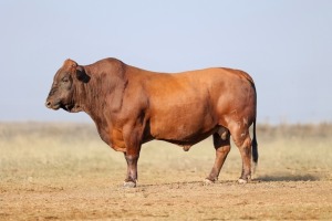 1X BONSMARA MALE BONRINO BOERDERY BK