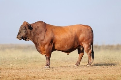 1X BONSMARA MALE BONRINO BOERDERY BK