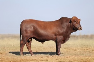 1X BONSMARA MALE BONRINO BOERDERY BK