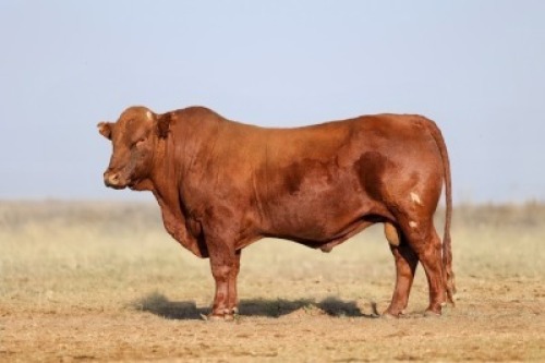 1X BONSMARA MALE BONRINO BOERDERY BK