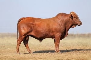 1X BONSMARA MALE BONRINO BOERDERY BK