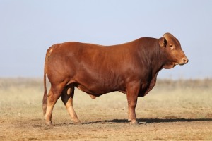 1X BONSMARA MALE BONRINO BOERDERY BK