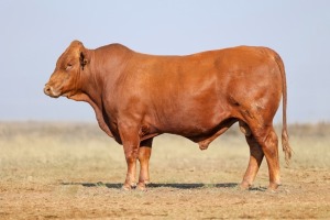 1X BONSMARA MALE BONRINO BOERDERY BK