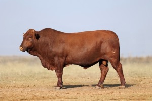 1X BONSMARA MALE BONRINO BOERDERY BK