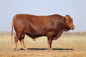 1X BONSMARA MALE BONRINO BOERDERY BK