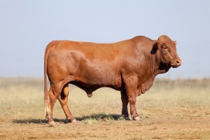 1X BONSMARA MALE BONRINO BOERDERY BK