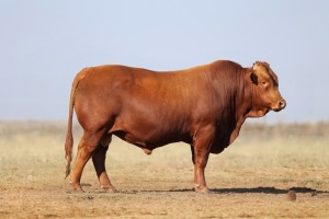 1X BONSMARA MALE BONRINO BOERDERY BK