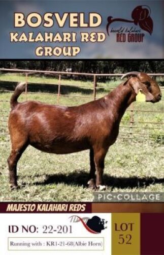 1X KALAHARI REDS STUD DOE MAJESTO