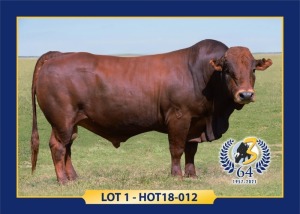 LOT 1 - TAG: HOT 18 12 - MALE