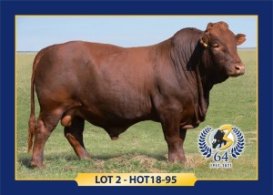  LOT 2 - TAG: HOT 18 95 - MALE