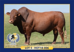 LOT 5 - HOT 18 6 - MALE