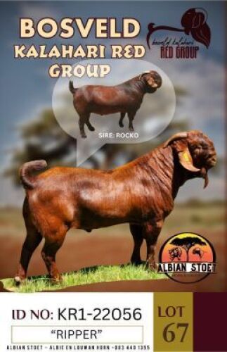 1X KALAHARI REDS STUD BUCK "RIPPER" ALBIE HORN