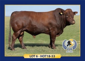 LOT 6 - HOT 18 53 - MALE