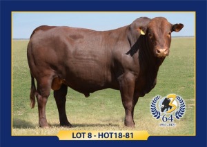 LOT 8 - HOT 18 81 - MALE