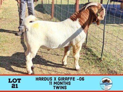 1X Boergoat Buck KATJIOVA QUALITY GOATS BREEDERS