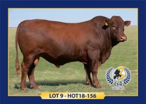 LOT 9 - HOT 18 156 - MALE