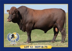 LOT 12 - HOT 18 75 - MALE