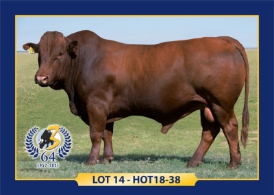 LOT 14 - HOT 18 38 - MALE