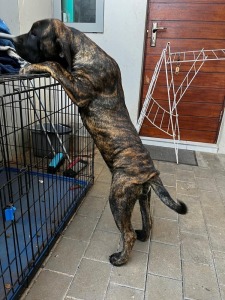 1X BOERBOEL FEMALE Roger Sithole