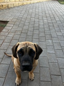 1X BOERBOEL FEMALE Roger Sithole