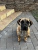 1X BOERBOEL MALE Roger Sithole