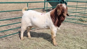 1X BOERBOK MALE Pelsé boerbok Stoet