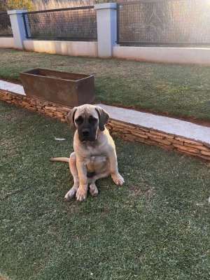 1X BOERBOEL MALE Roger Sithole