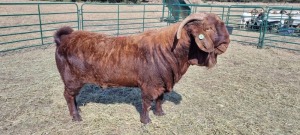 1X KALAHARI RED MALE Pelsé boerbok Stoet