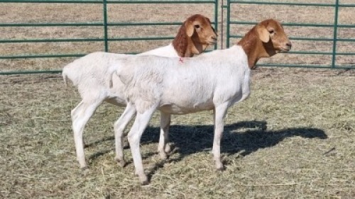 2X PERSIE FEMALE Corn&eacute; du Plessis
