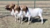4X PERSIE FEMALE Corn&eacute; du Plessis