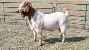 1X BOERBOK MALE Pelsé boerbok Stoet