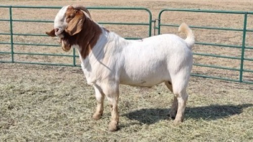 1X BOERBOK MALE Pels&eacute; boerbok Stoet