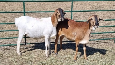 2X PERSIE FEMALE Corné du Plessis