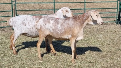 2X PERSIE FEMALE Corné du Plessis