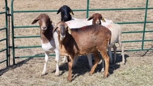 4X PERSIE FEMALE Corn&eacute; du Plessis