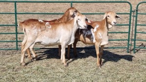 3X PERSIE FEMALE Corné du Plessis