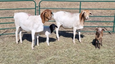 2+2X PERSIE FEMALE Corné du Plessis