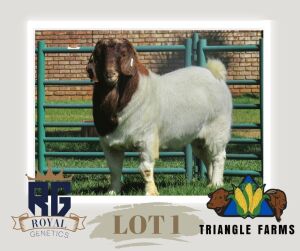 1X BOERGOAT FLOCK BUCK TRIANGLE BOERBOK STOET