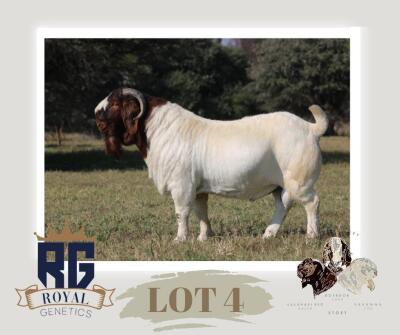 1X BOERGOAT FLOCK BUCK MAIZE VALLEY BOERGOATS & SAVANNA STUD