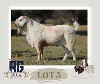 1X SAVANNA FLOCK BUCK MAIZE VALLEY BOERGOATS & SAVANNA STUD