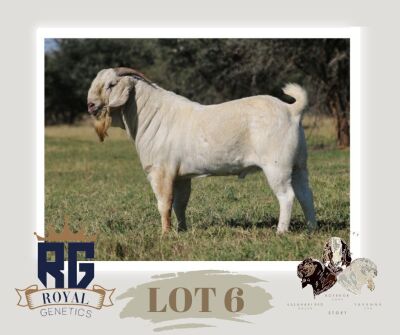 1X SAVANNA FLOCK BUCK MAIZE VALLEY BOERGOATS & SAVANNA STUD